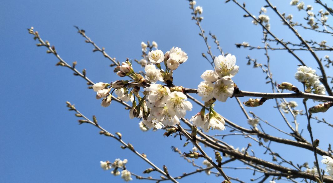 太美了張灣的櫻桃花開了這週末你一定要去