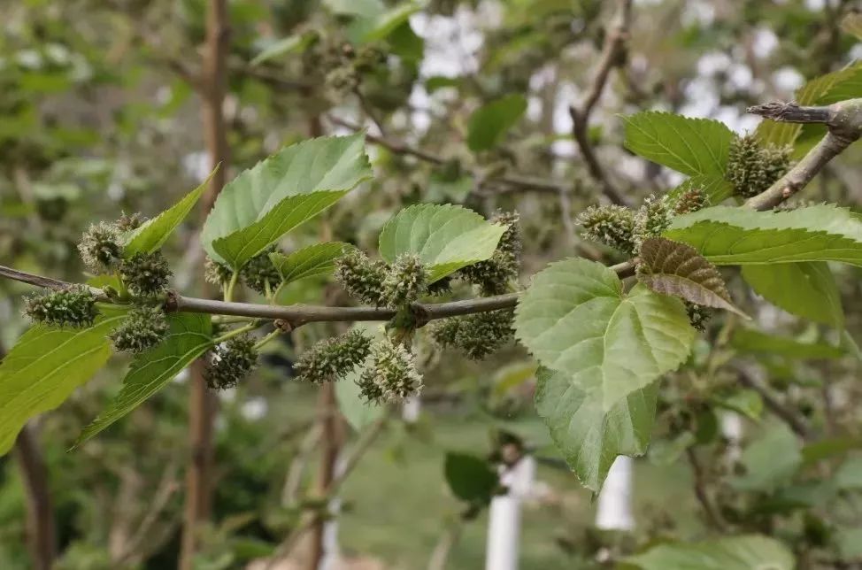 比如,打碗花雞蛋湯,野山藥羹,益母草煲雞湯,薄荷涼茶,桑葉茶等等.