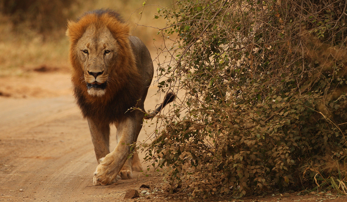 现存最大的狮王:称霸非洲草原无对手,实力比肩东北虎