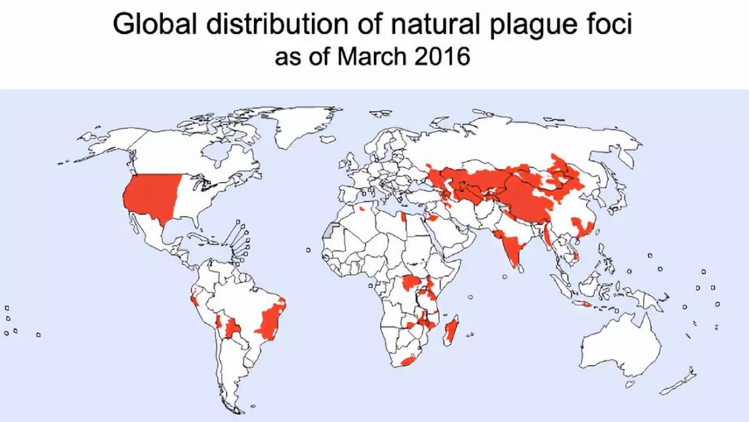 who 2016 年绘制的世界鼠疫自然疫源地分布红色部分为发生鼠疫的地方