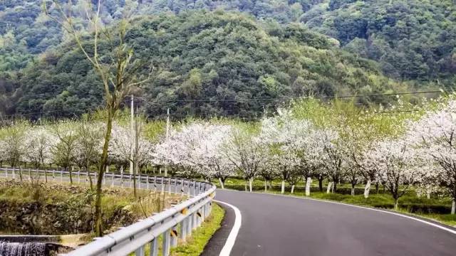 何必去日本浙江隱藏著一個浪漫賞櫻地大片櫻花林等您獨享有福利田園章