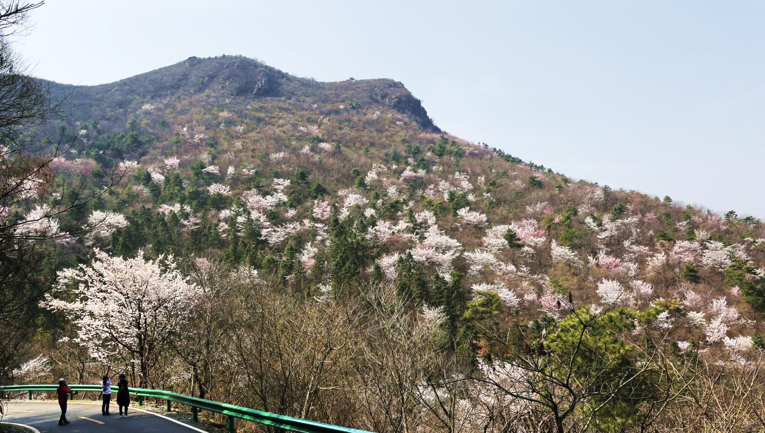 随州大洪山风景区迎来醉美樱花季