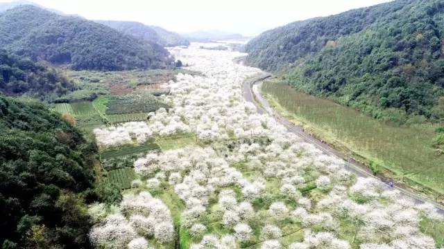 章镇张溪樱花图片