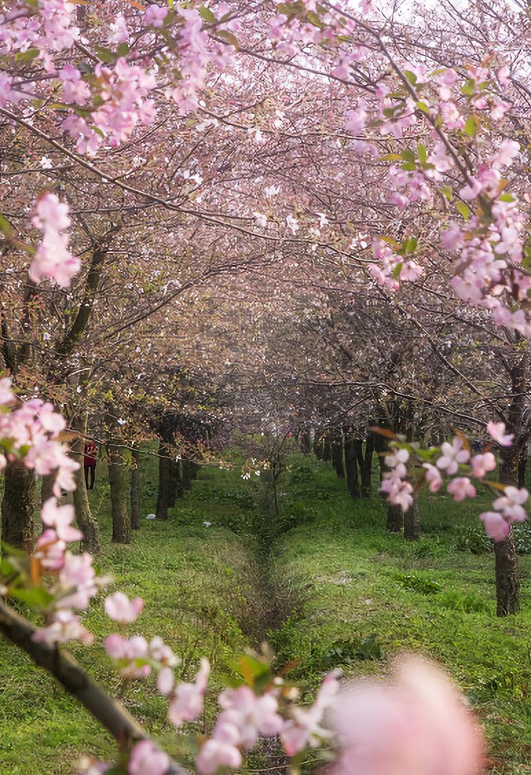 重庆南川白马村樱花图片