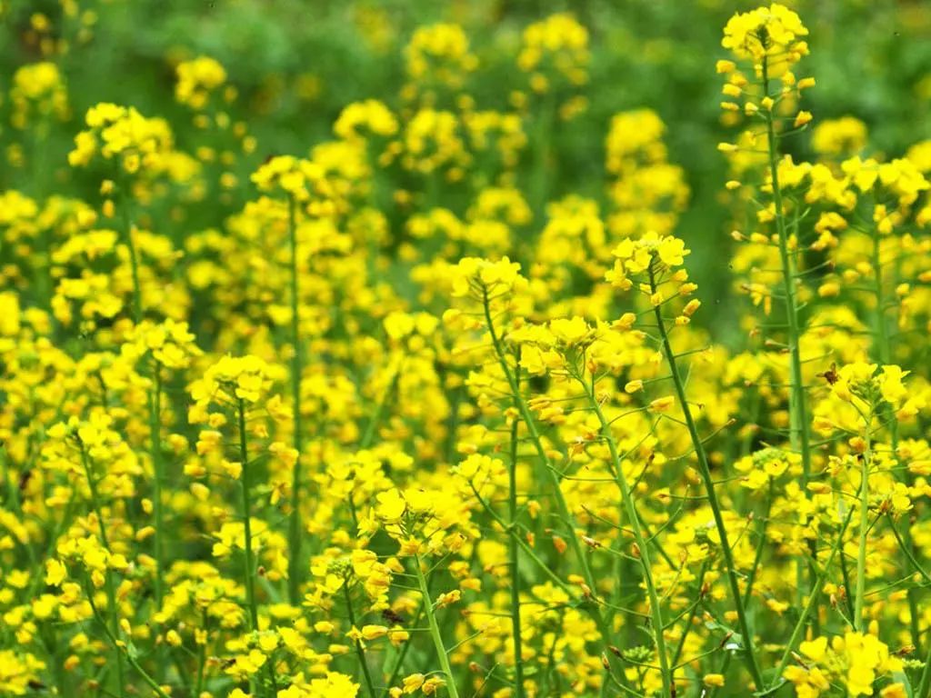 識花油菜花