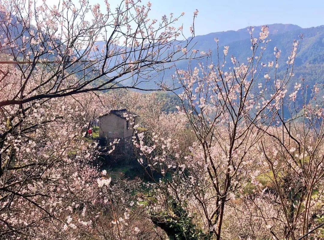 四明山迎來最美花季,這個懸在崖壁上的山村已經美得太不像話!_巖村