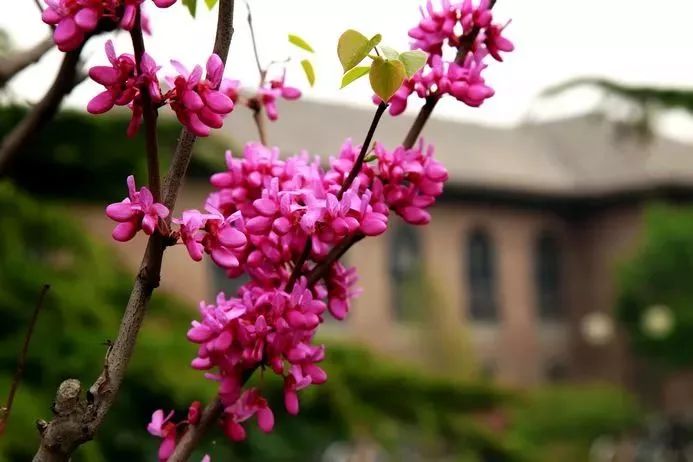 清华大学紫荆花北京适合赏花的高校所以今天就来给各位盘点一下不去