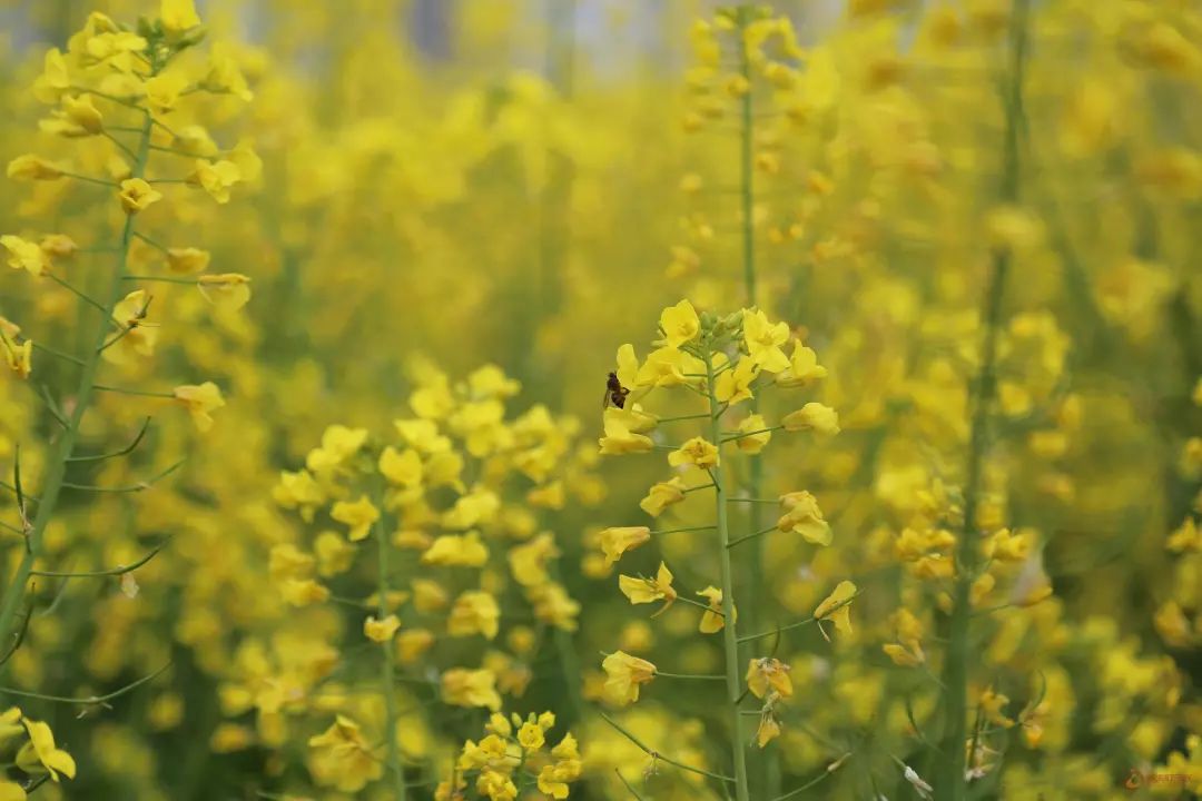 三月的万载,田野里开满油菜花,你去看了吗(附超美的航拍视频)