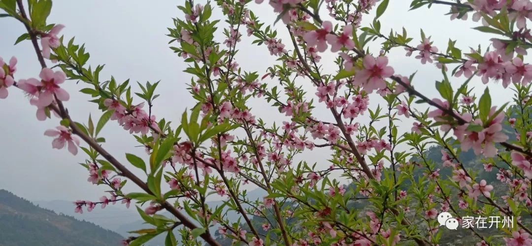 航拍开州毛成桃花岛 美醉了!