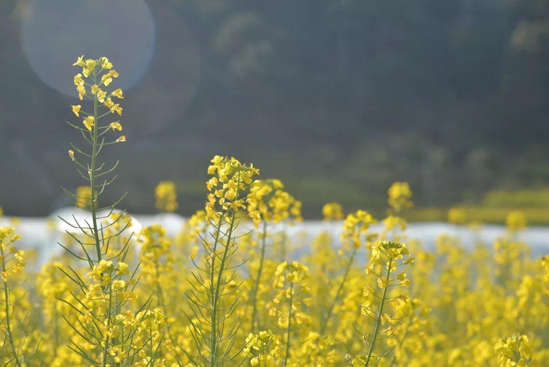 (陽光下的油菜花)勤勞的小蜜蜂在花蕊上翩翩起舞▲(蜜蜂採蜜)黃贍的