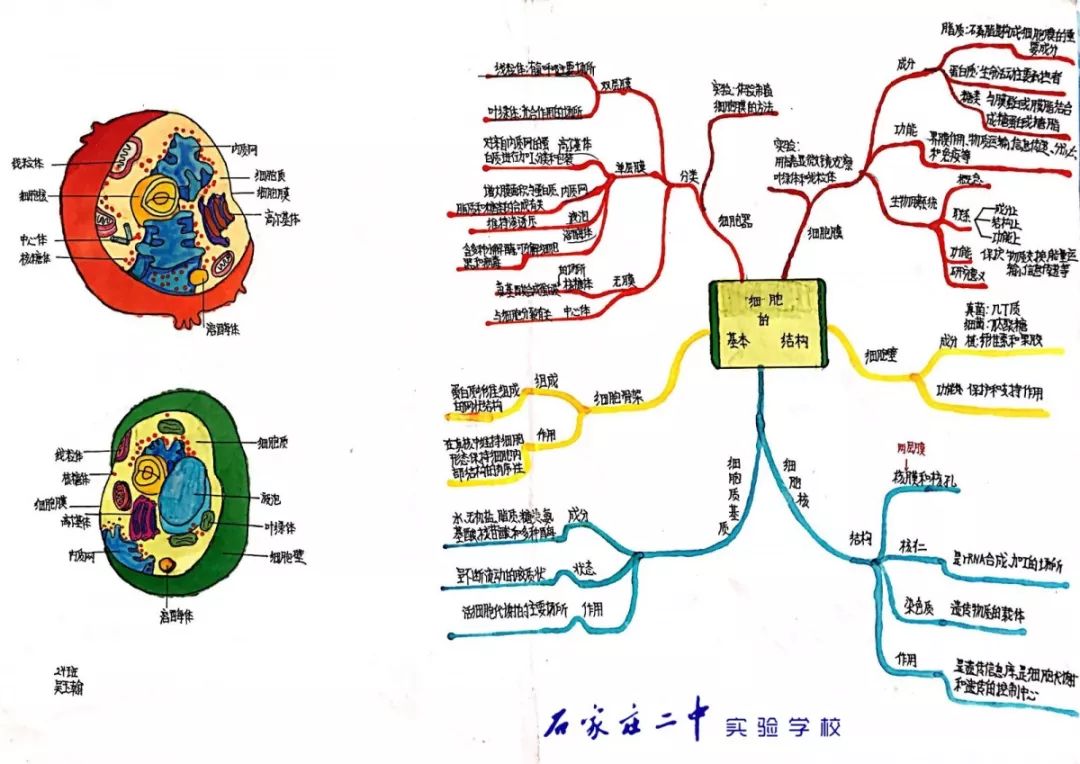 生物概念图 上册图片