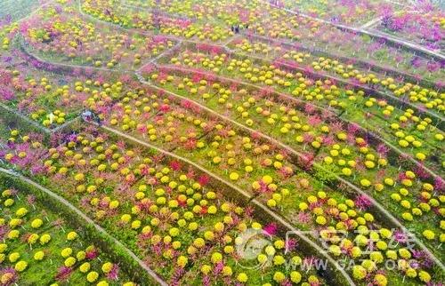 3月四川最美的花海,都藏这些地方了!周末去正好!