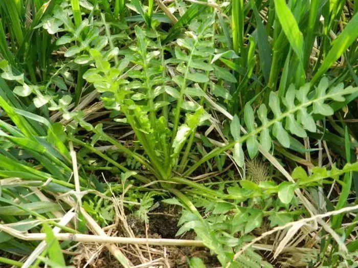 荠菜分布于世界各地,中国自古就采集野生荠菜食用,早在公元前300年尽