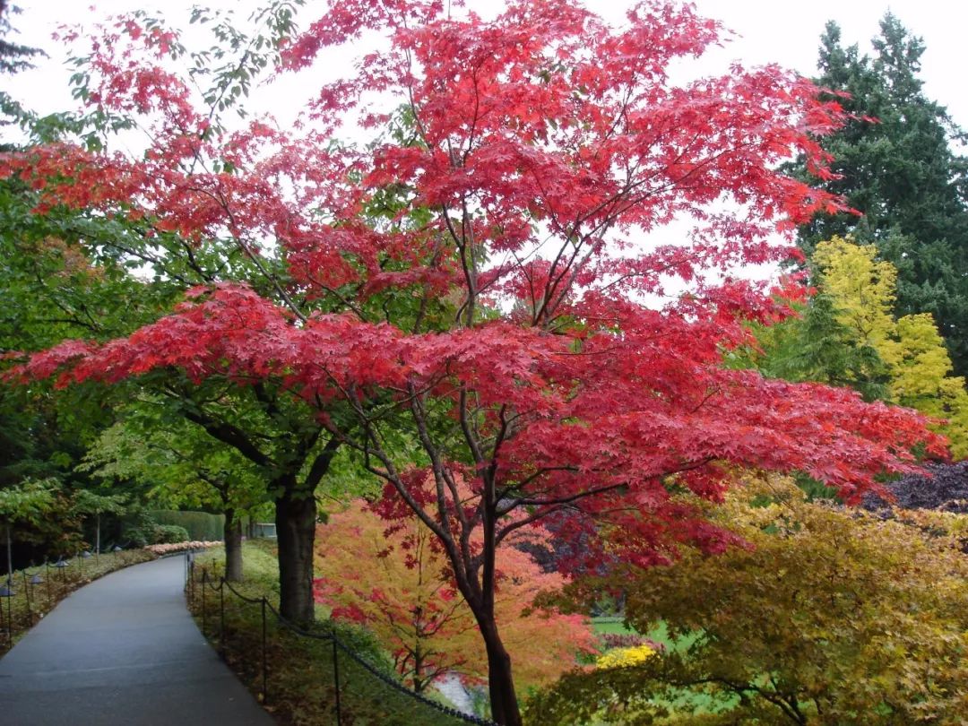华彩三农分享:合理运用色叶树,展现园林的色彩美