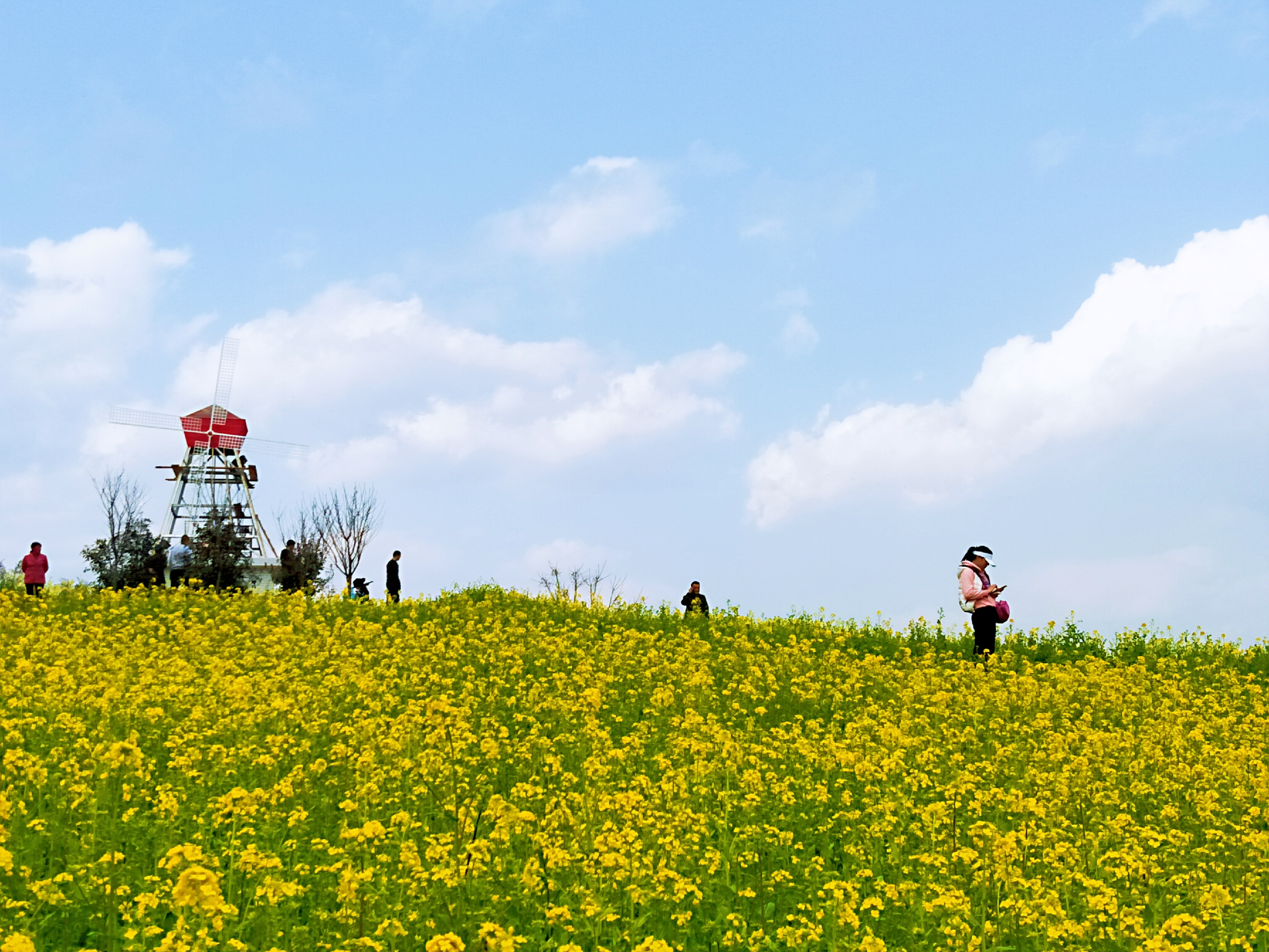 汉中国际油菜花旅游节正式开幕哪里最值得一看