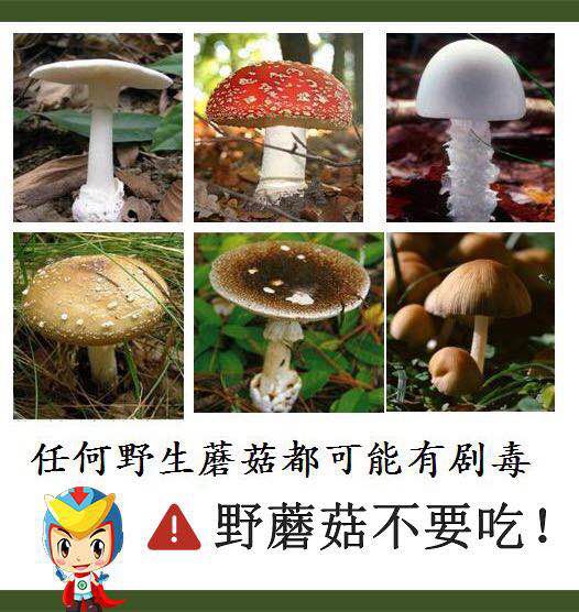 请各位市民朋友不要尝试用所谓的"民间偏方,如毒蘑菇都鲜艳,其实白毒