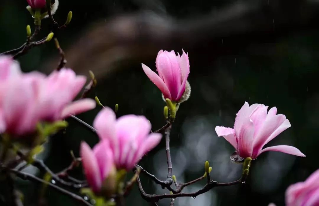 【三国圣地 美丽勉县】旱莲花开正盛,祈福拍照艳羡朋友圈!