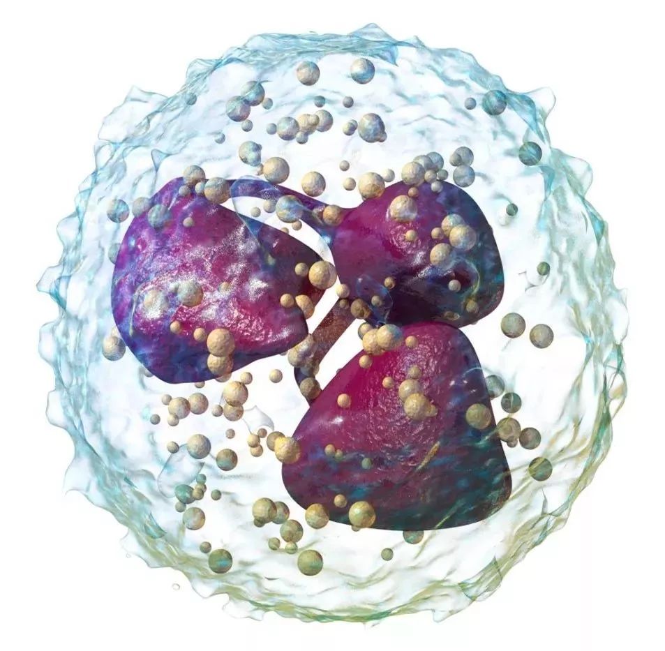 nature中性粒細胞竟然助紂為虐協同腫瘤細胞流竄作案