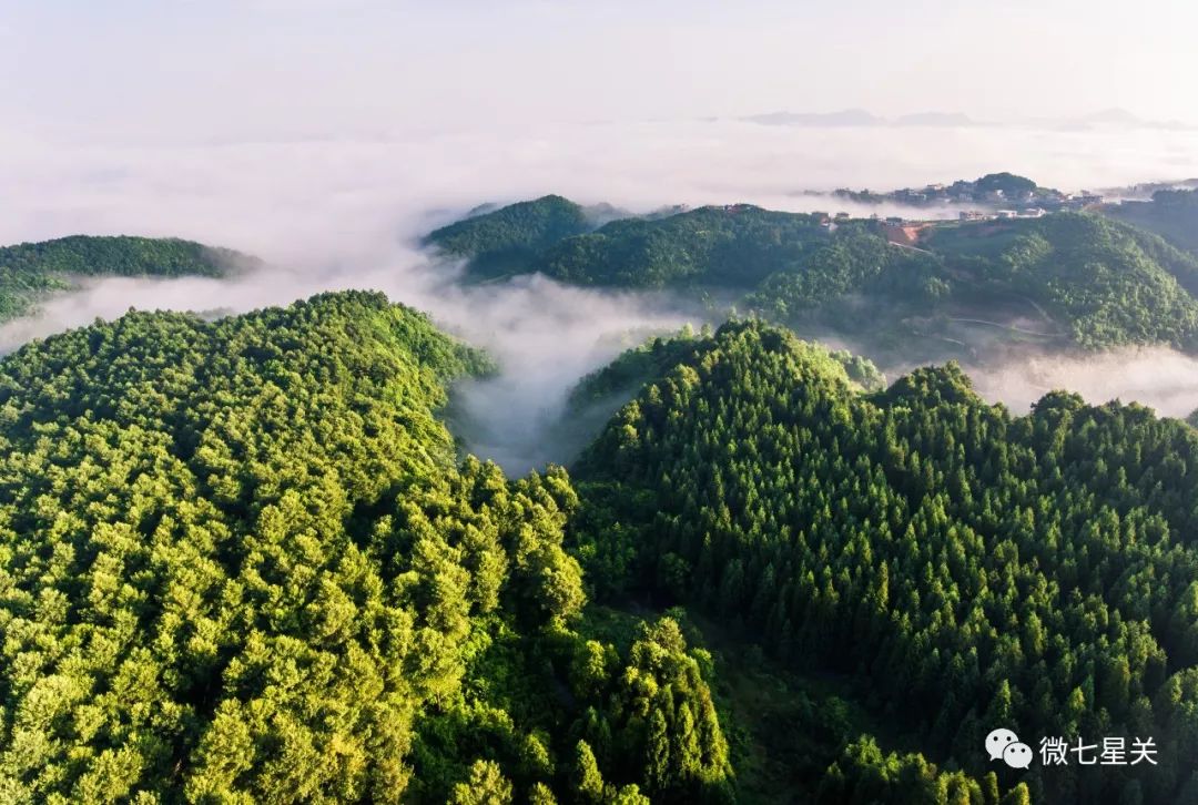 穿越這片林海你才知道七星關孿生三兄弟的故事