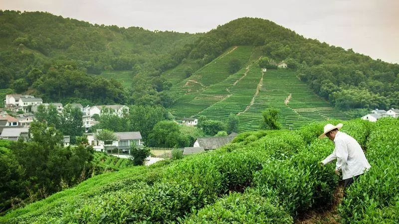 杭州居民可以在杭州解放路副食品茶葉市場(hangzhou jiefang road non