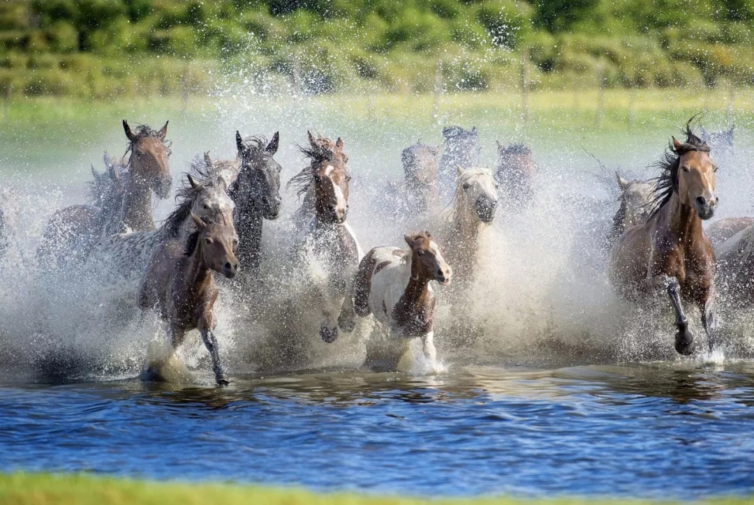 【名師佳鏡】草原四季萬馬奔騰