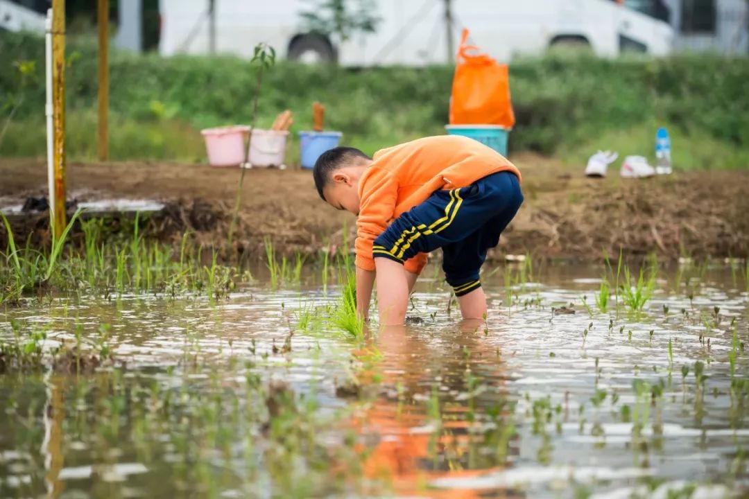 中山伟丰农场图片