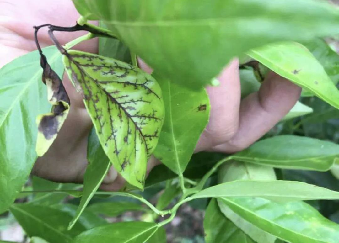 柑橘褐斑病来袭,种了这些易感病的,果农请抓紧防范!