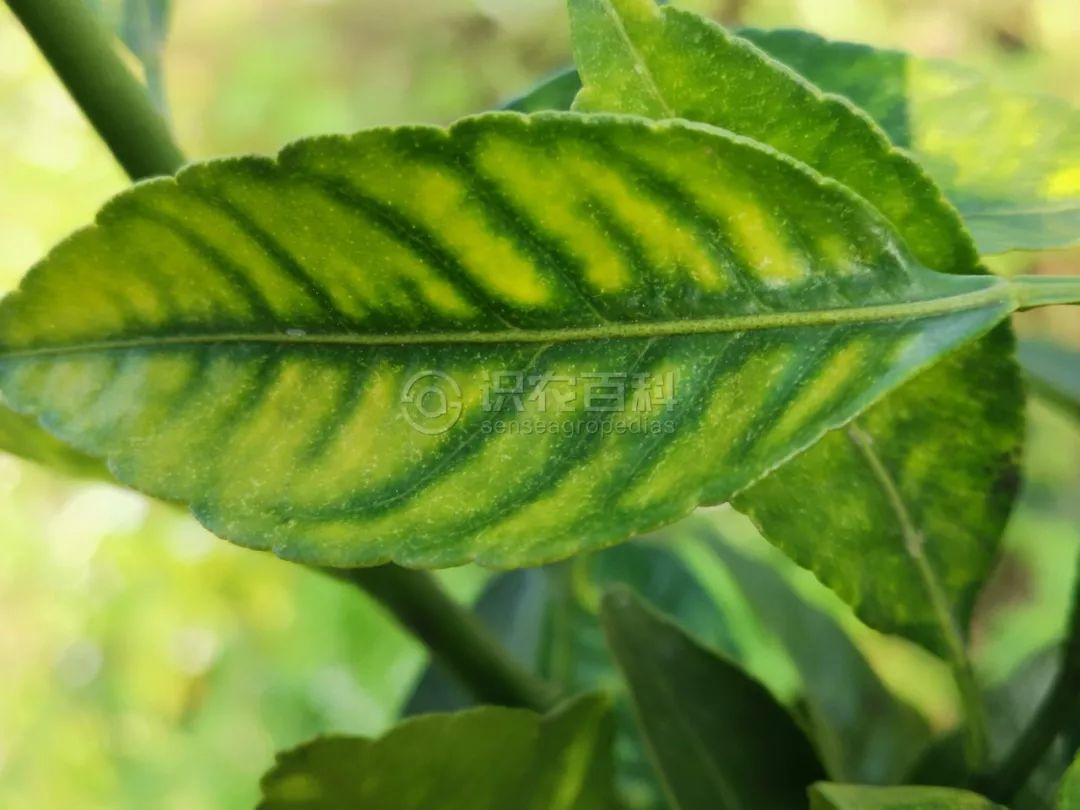 植株矮小節間短落花落蕾果實小葉片正面西瓜綠葉小葉硬脈間黃缺鋅7