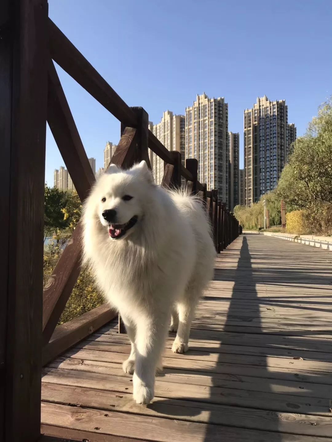 廊坊這隻薩摩耶犬火了!接主人下班視頻走紅網絡.