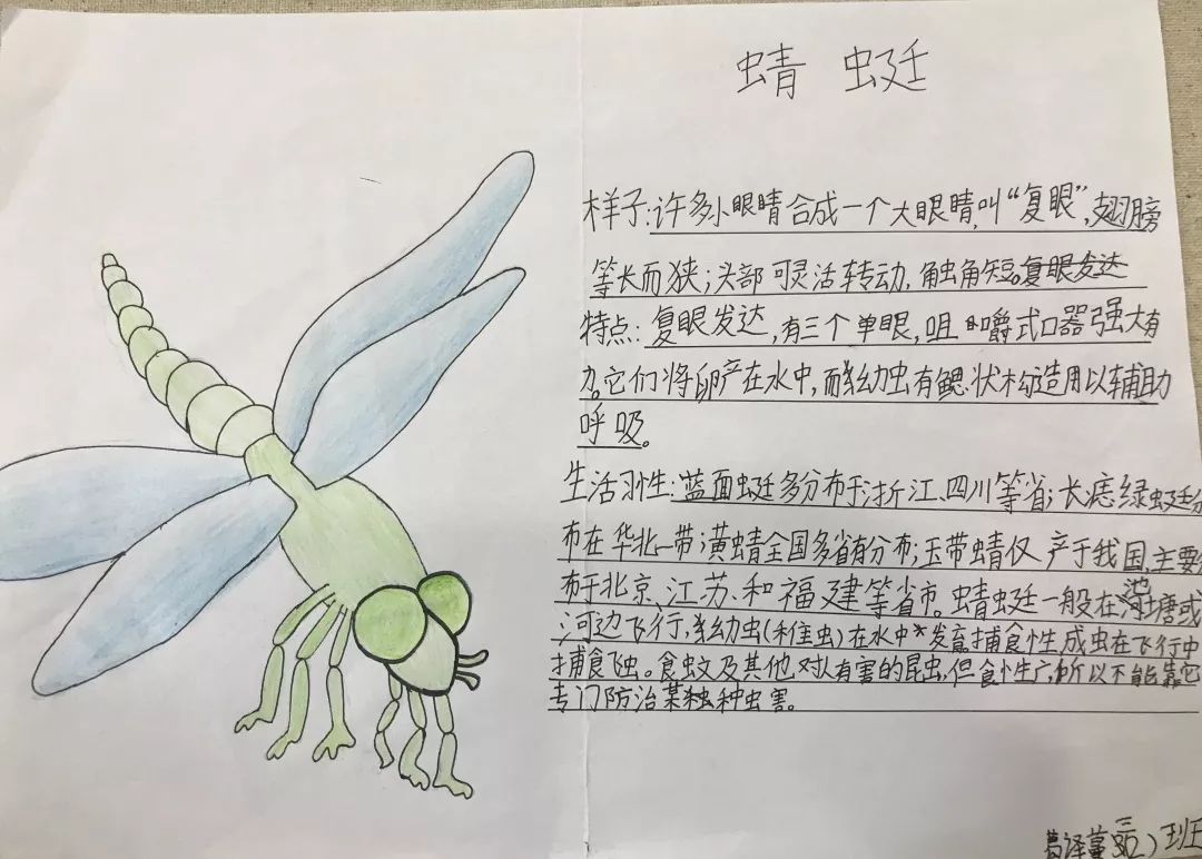 春天的昆虫文字图片