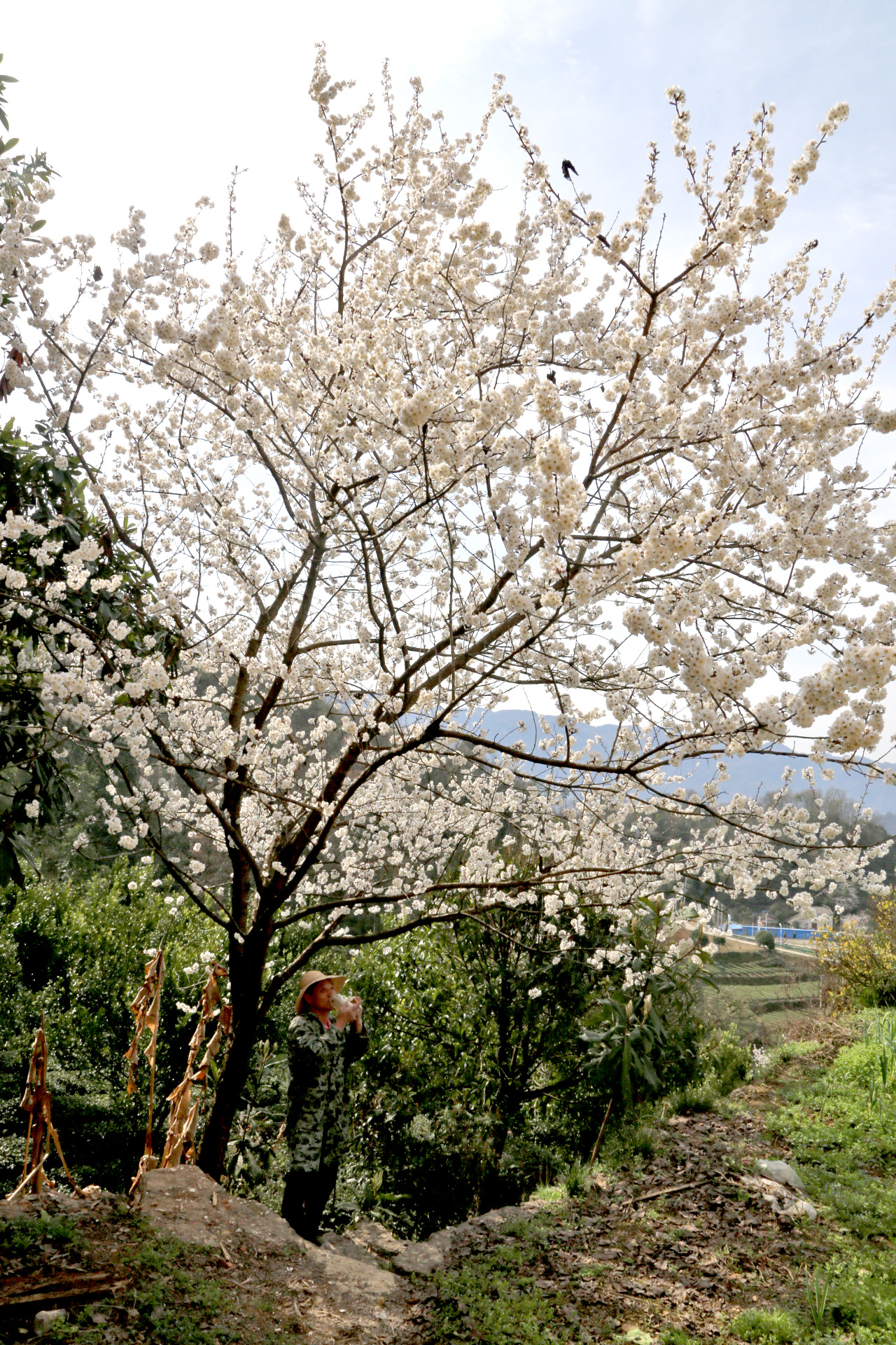 美丽乡村:野樱桃花开遍全福河,野樱桃是野鸟美食,人吃是中药