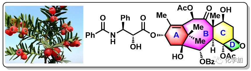 紫杉醇结构图片
