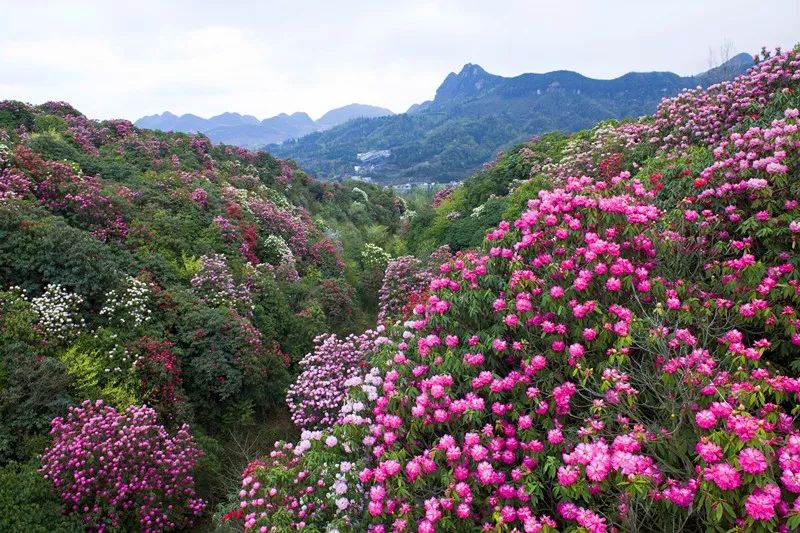 花海盛宴百里杜鵑花海平壩萬畝櫻花遇見花季貴州行攝醉美時光