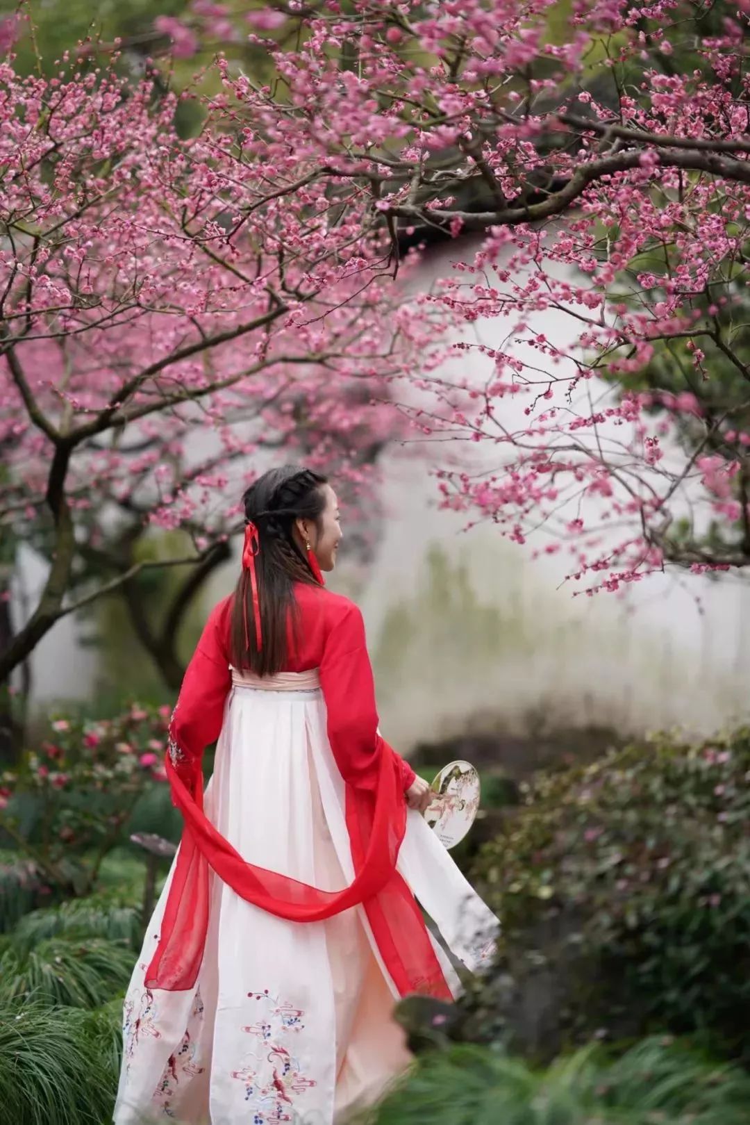 梅花树下女子背影古风图片