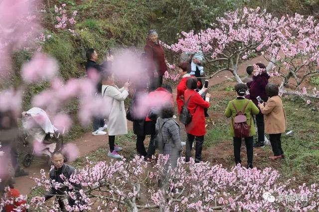 震撼渠县新市涌入上万人赏桃花吃龙肉一路都在堵