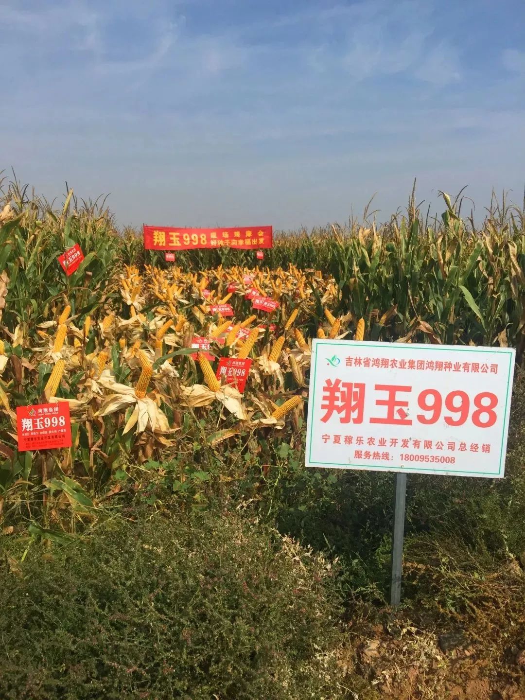 鸿翔99王玉米种子图片