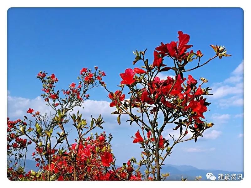 大田县县花图片