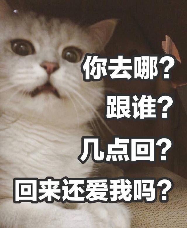 猫咪表情包今晚那个吗