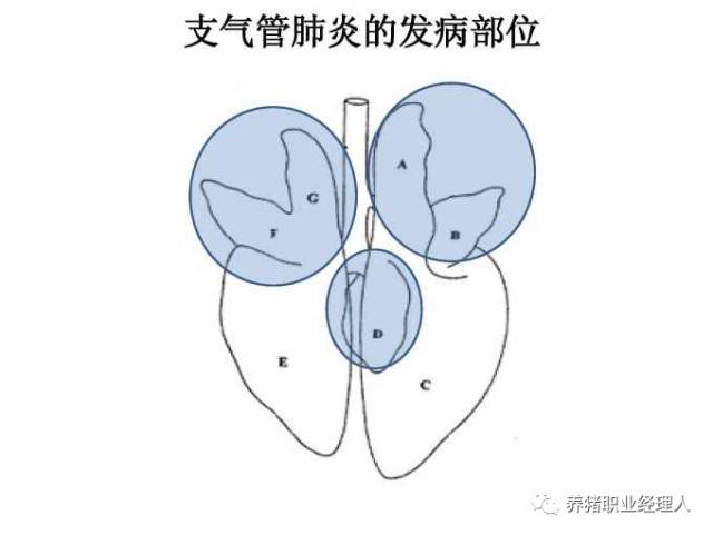 猪肺部病理剖析识别及临床意义1