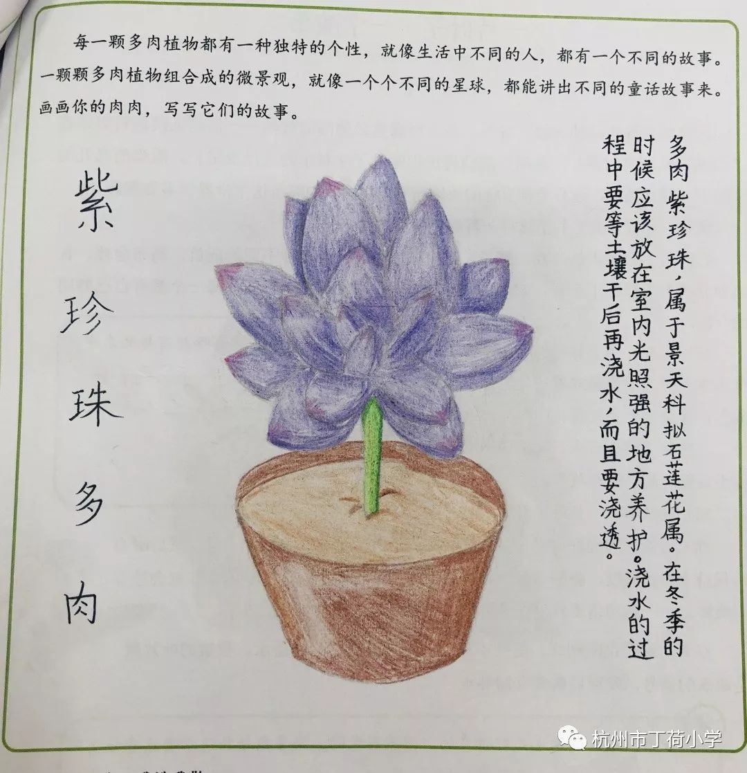 植物记录卡多肉怎么画图片