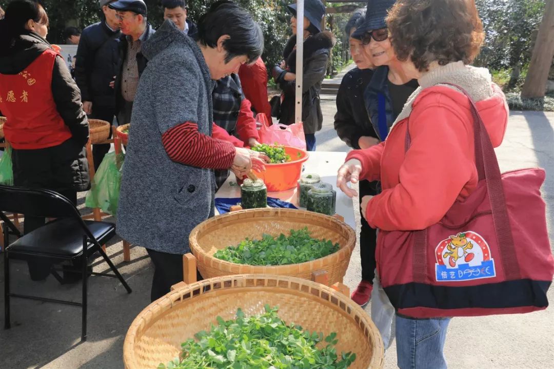 崇明养生野菜节"新鲜"来袭,还不快来挖!