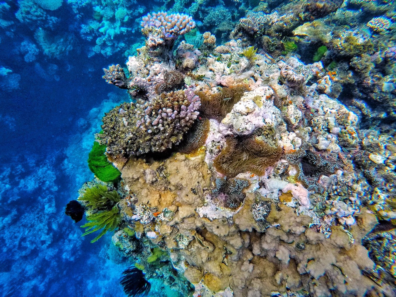 这里有世界最大的珊瑚礁群,此生必去的大堡礁