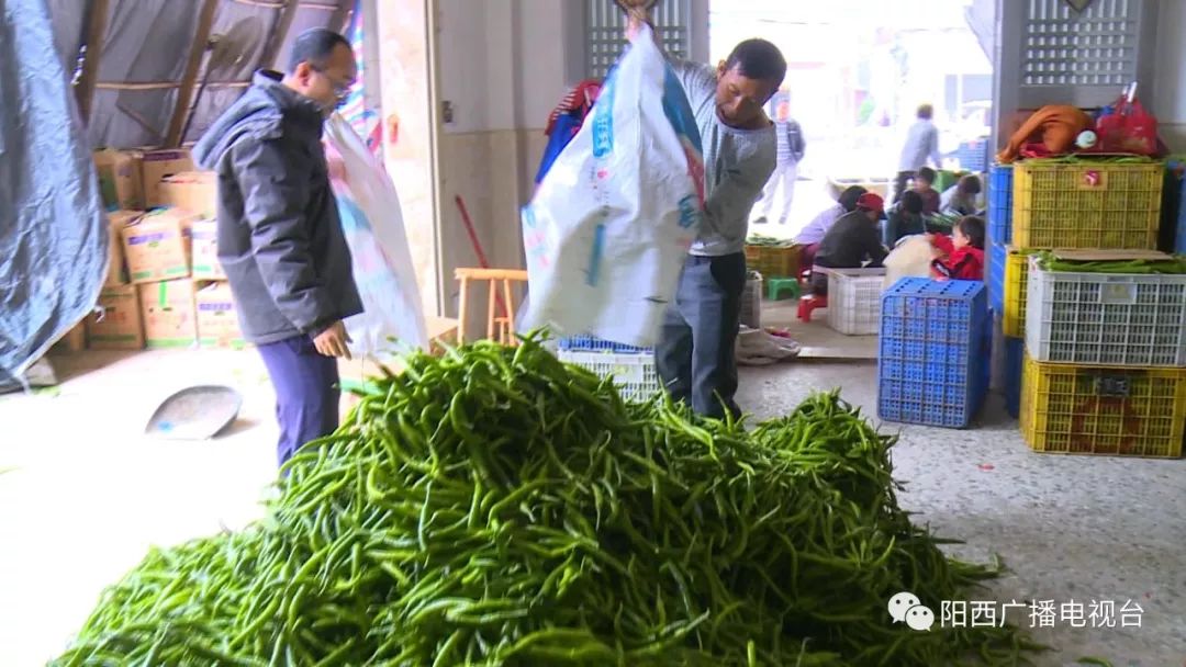 阳西蒲牌冬种辣椒收获上市