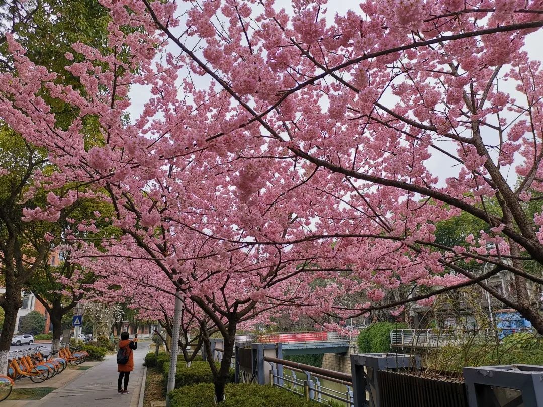 张家港香山樱花图片