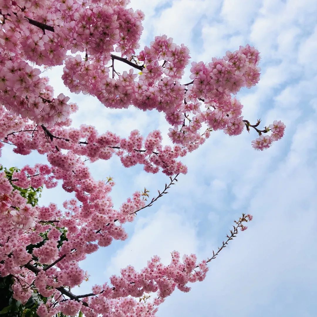 张家港香山樱花图片