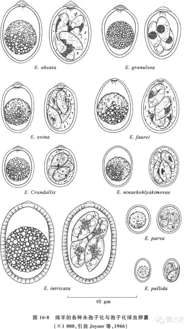 球虫病粪便图片显微镜图片