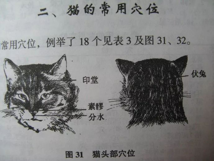 猫的经络图高清图片