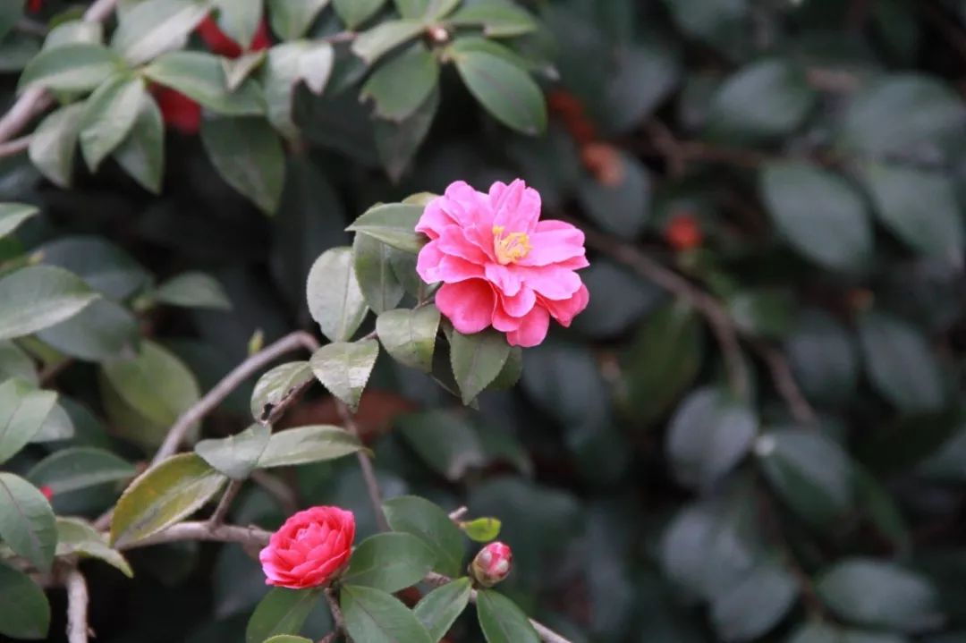 山茶花的萼片图片