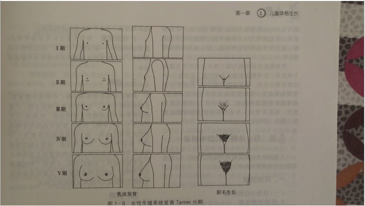 女性第二性征发育顺序图片