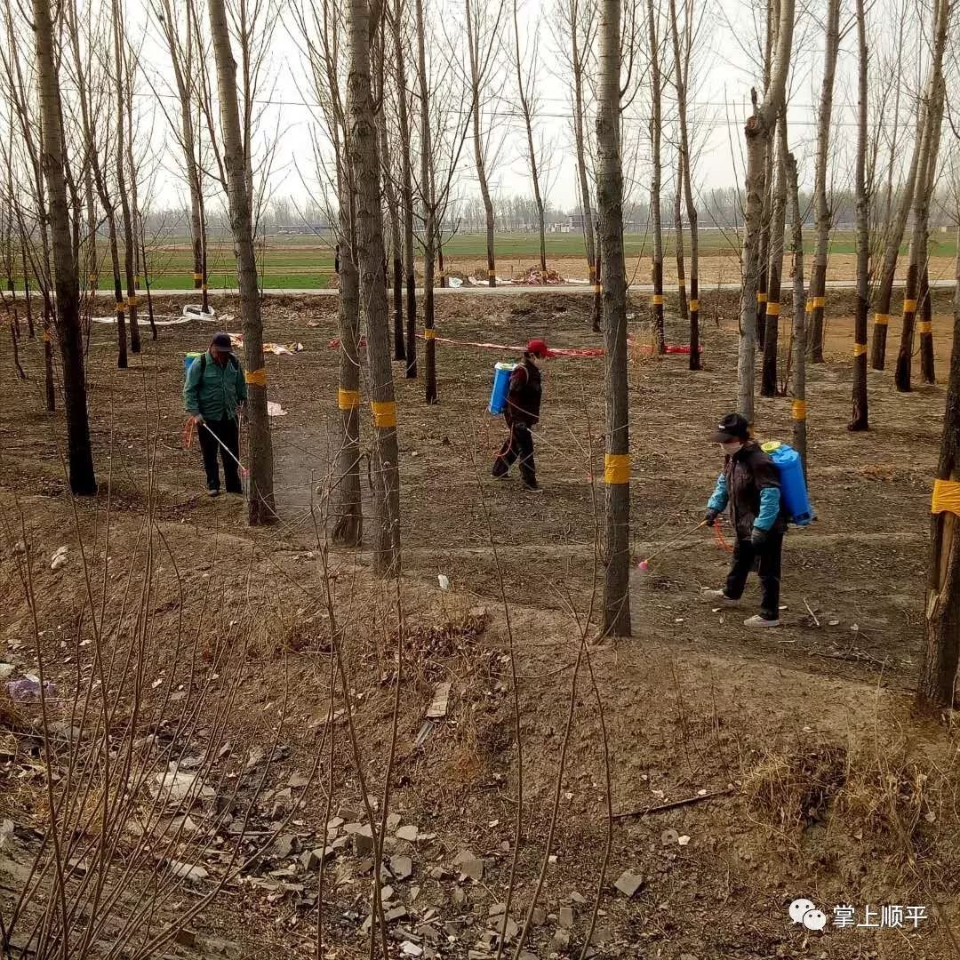 在順平朋友圈廣泛傳播的市園林辦發佈通知是真是假